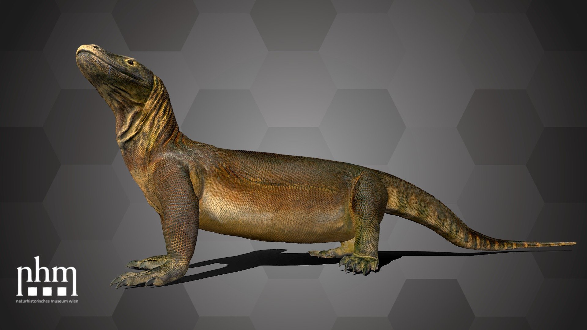 3D-Scan des Komodowarans aus der Herpetologischen Sammlung des Naturhistorischen Museums Wien.