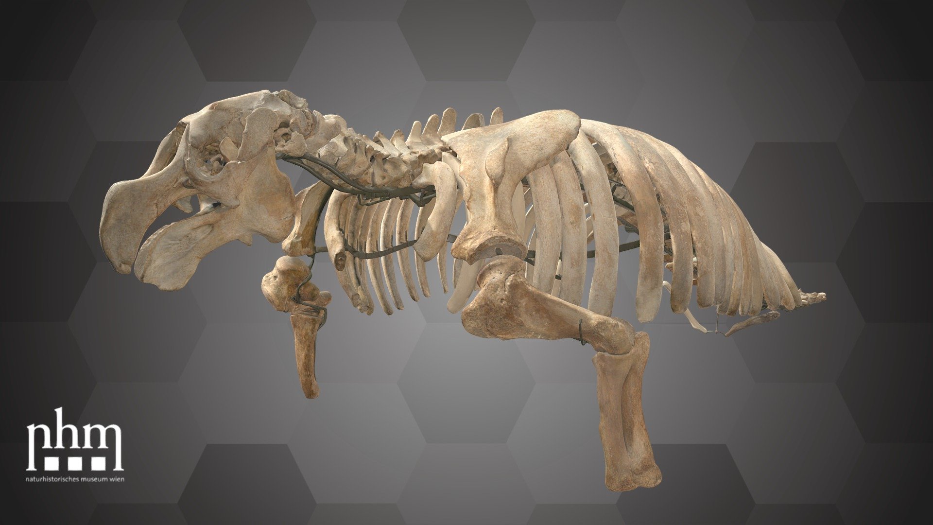 3D-Scan des Skeletts der Stellerschen Seekuh im Naturhistorischen Museum Wien.