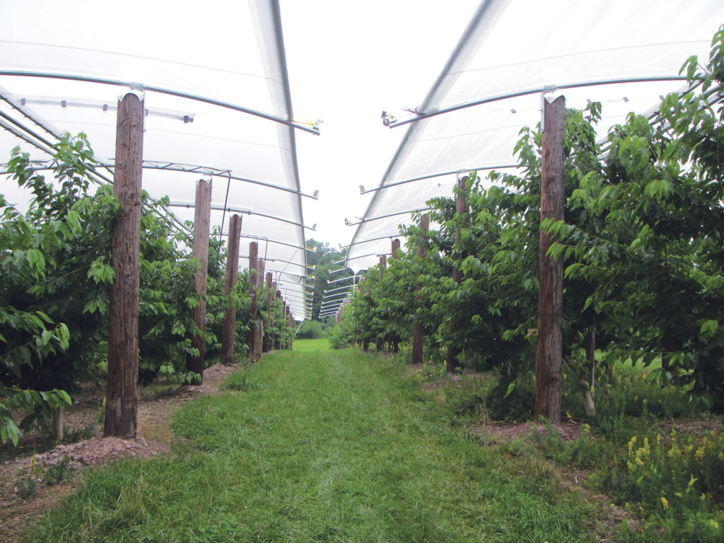 Thundura custom structure to cover plants in an orchard