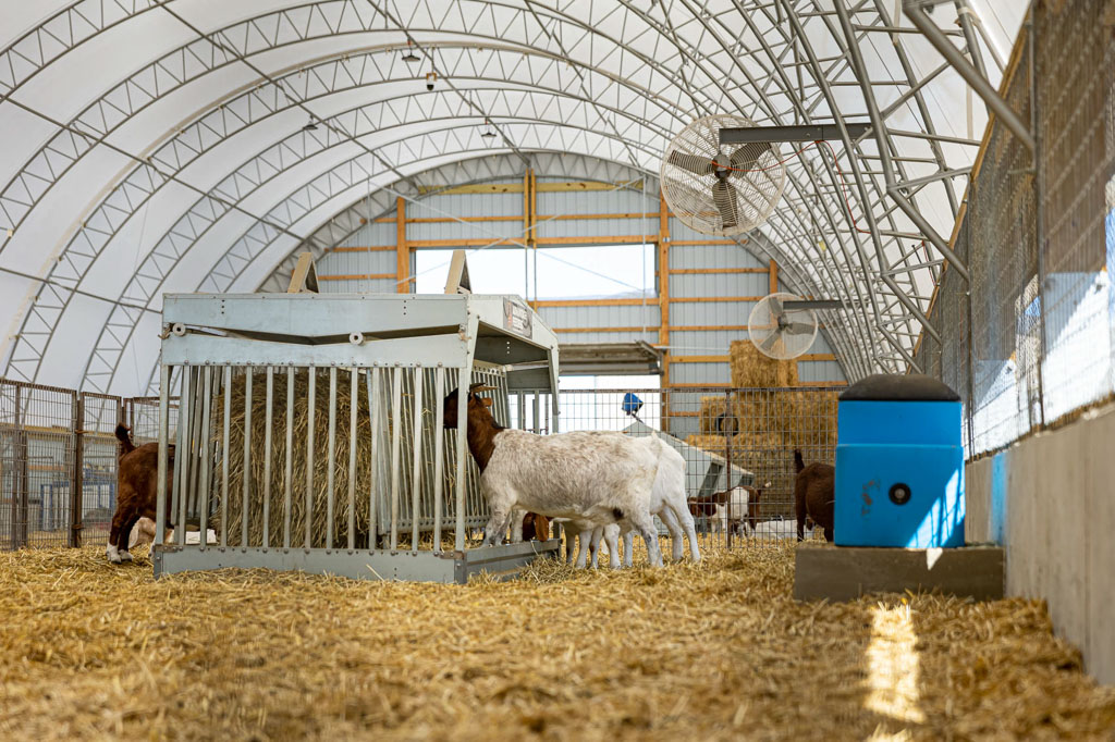 goats eating hay in a hooped style thundura fabric structure