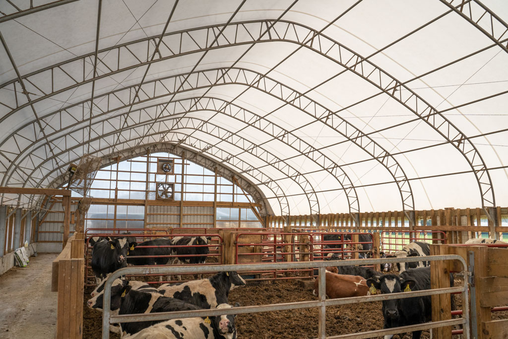 thundura peaked style structure providing shelter for cows