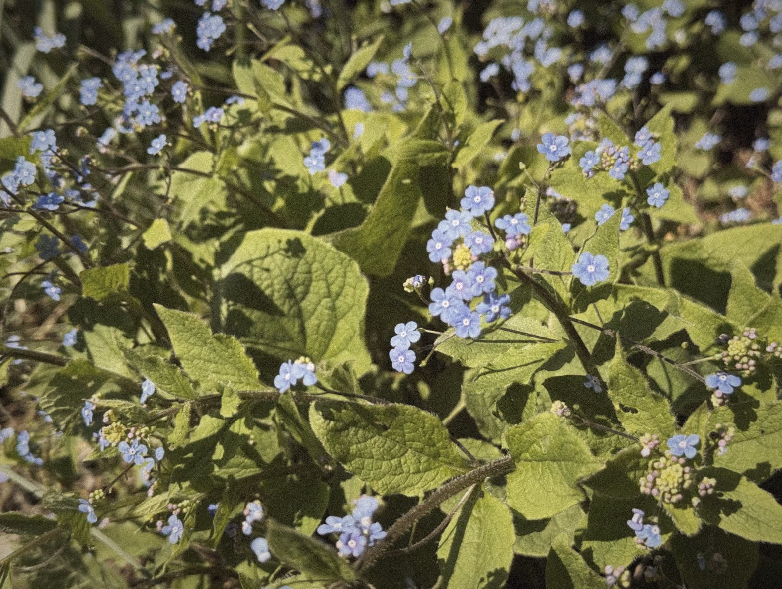 Natur im Sonnenschein