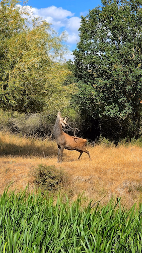 Deer standing in the grounds of a country estate