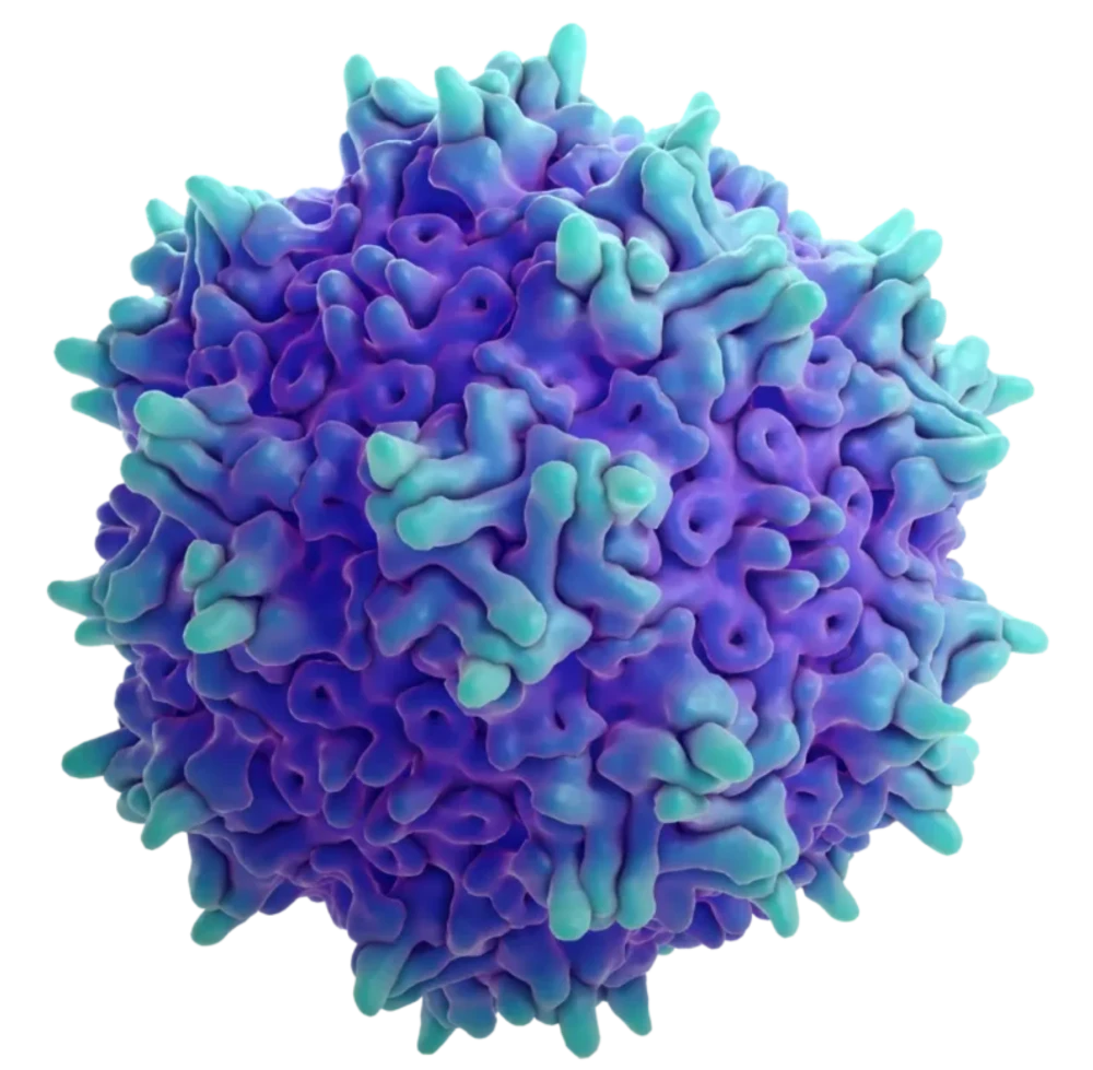 Virus