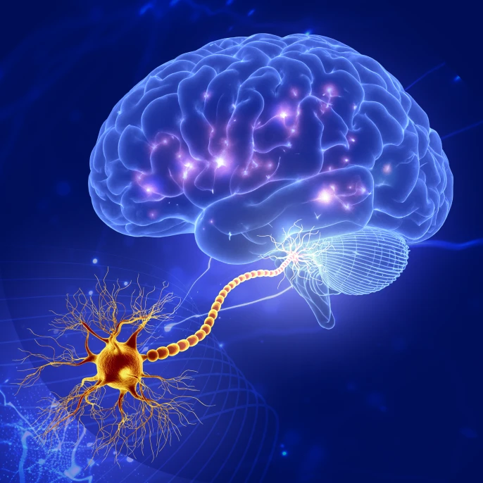 Neuron connection to the brain