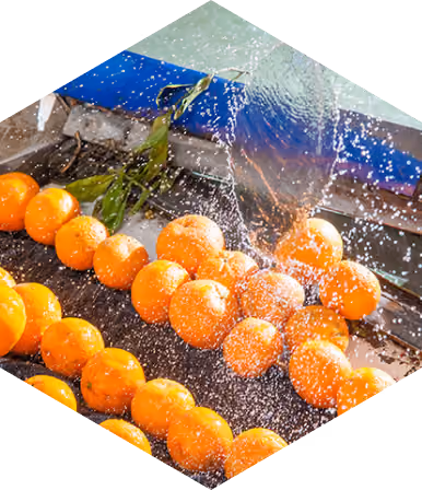 Fruit Cleaning