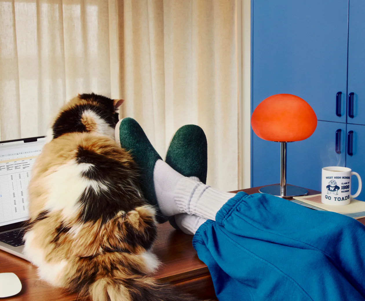 Cat beside a person working from home
