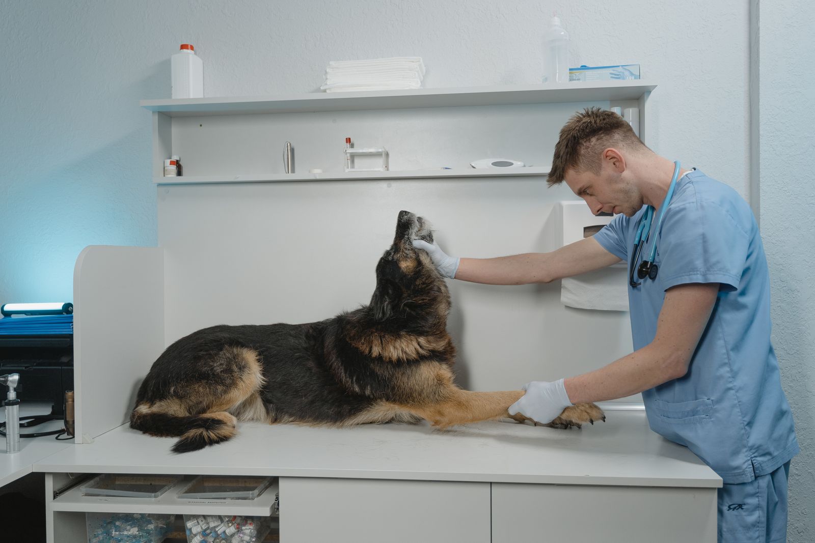 Veterinarian examining a dog in a clean exam room before surgery