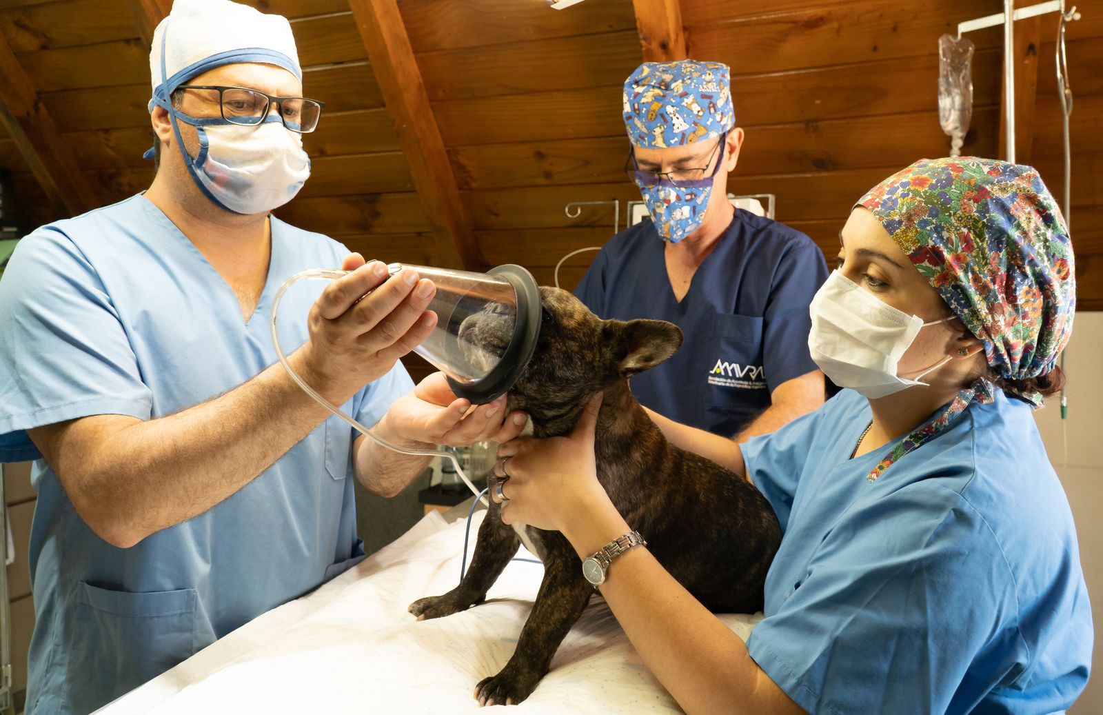 Veterinary team preparing a dog for anesthesia ahead of soft tissue surgery at Meridianville Pet Hospital
