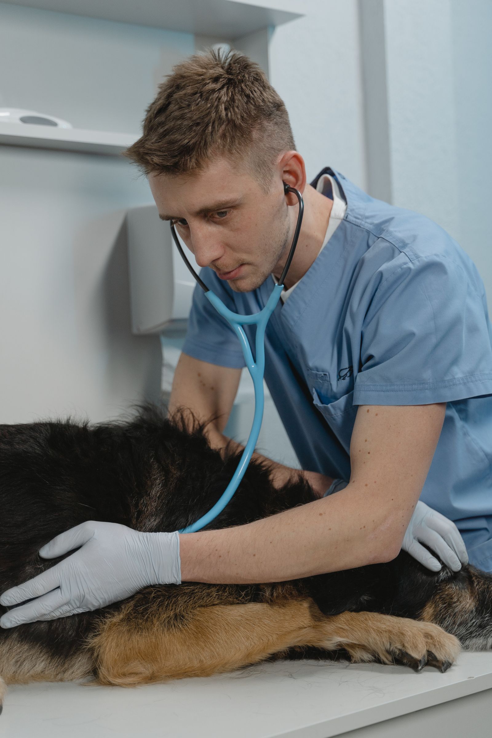 Veterinarian listening to a dog's heartbeat with a stethoscope during a pre-surgical exam