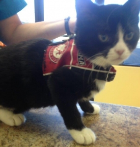 Marvin the cat ready to see Alabama football, roll tide roll