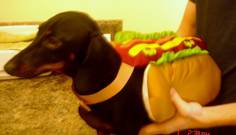 Bella the Hot Dog, Halloween costume contest winner