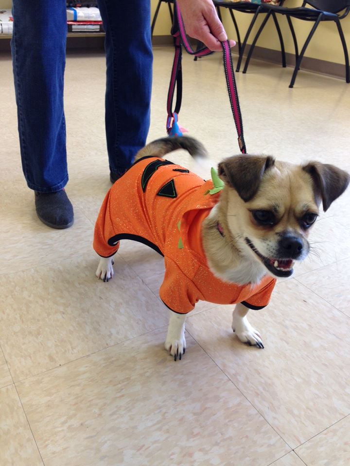 Pumpkin Dog, Halloween costume contest entry