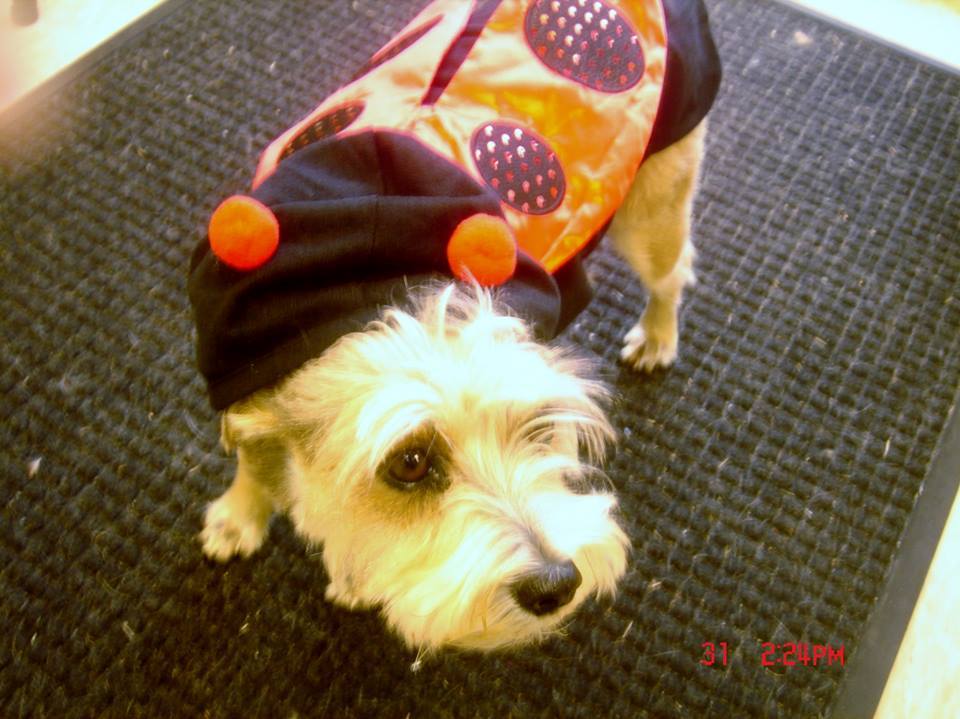 Maggie the Lady Bug, Halloween costume contest winner