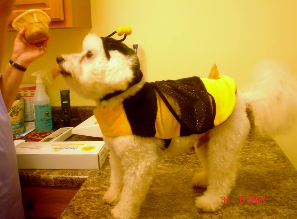Bumble Bee Dog, Halloween costume contest entry