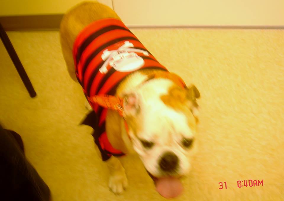 Pirate Dog, Halloween costume contest entry