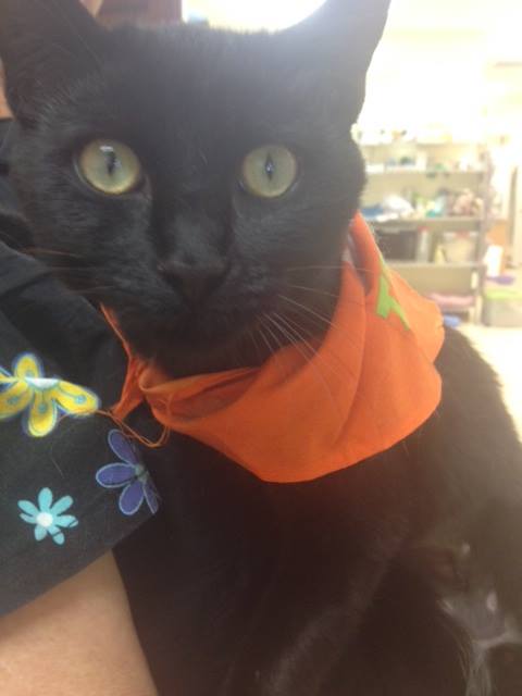 Nada the black cat, Halloween costume contest entry