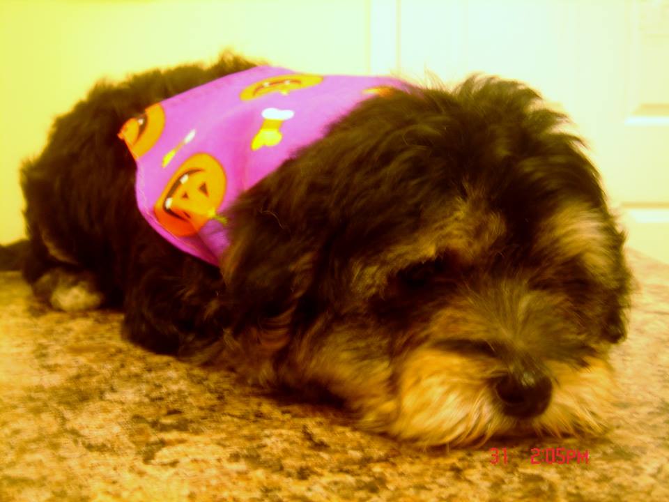 Chester, dog with bandana, Halloween costume contest entry