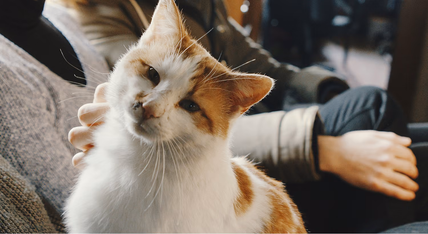 Cat receiving care