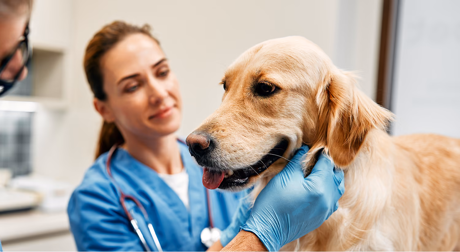 Veterinarian with dog