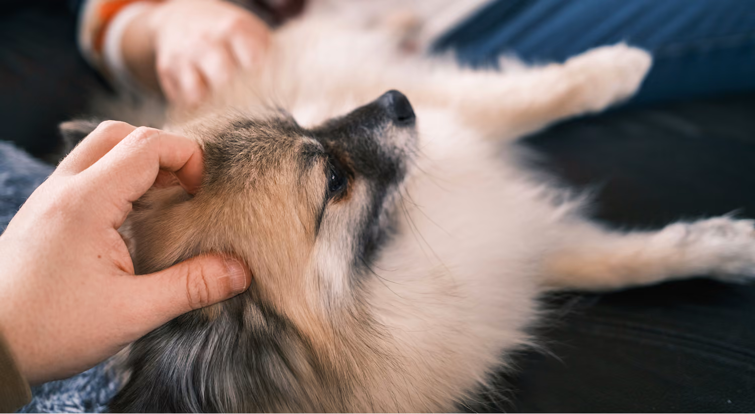 Pet receiving treatment
