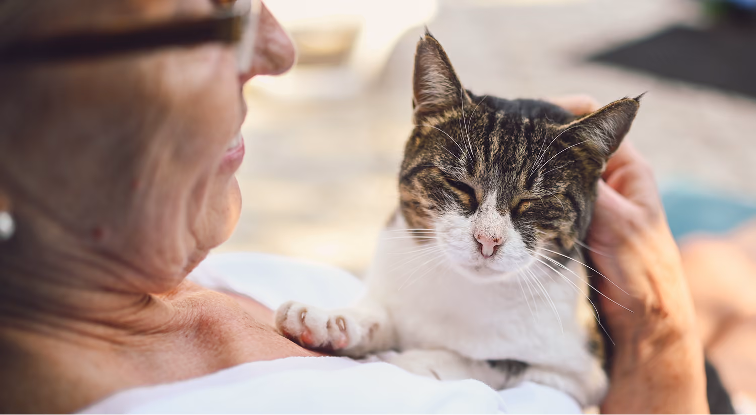 Cat resting with owner