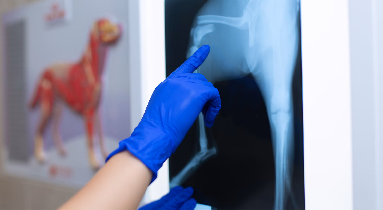 Veterinarian reviewing radiograph