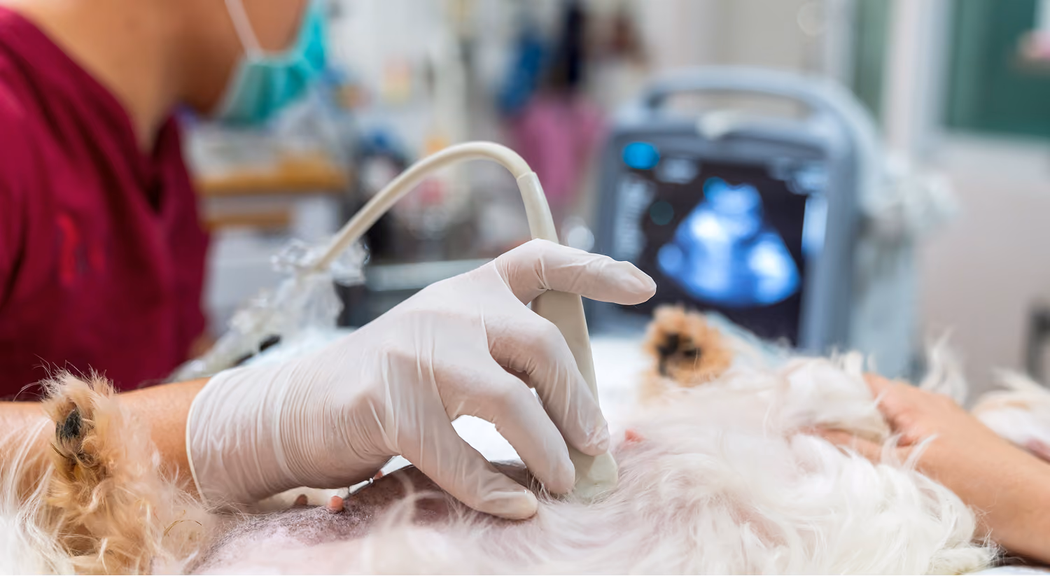 Ultrasound examination of a pet