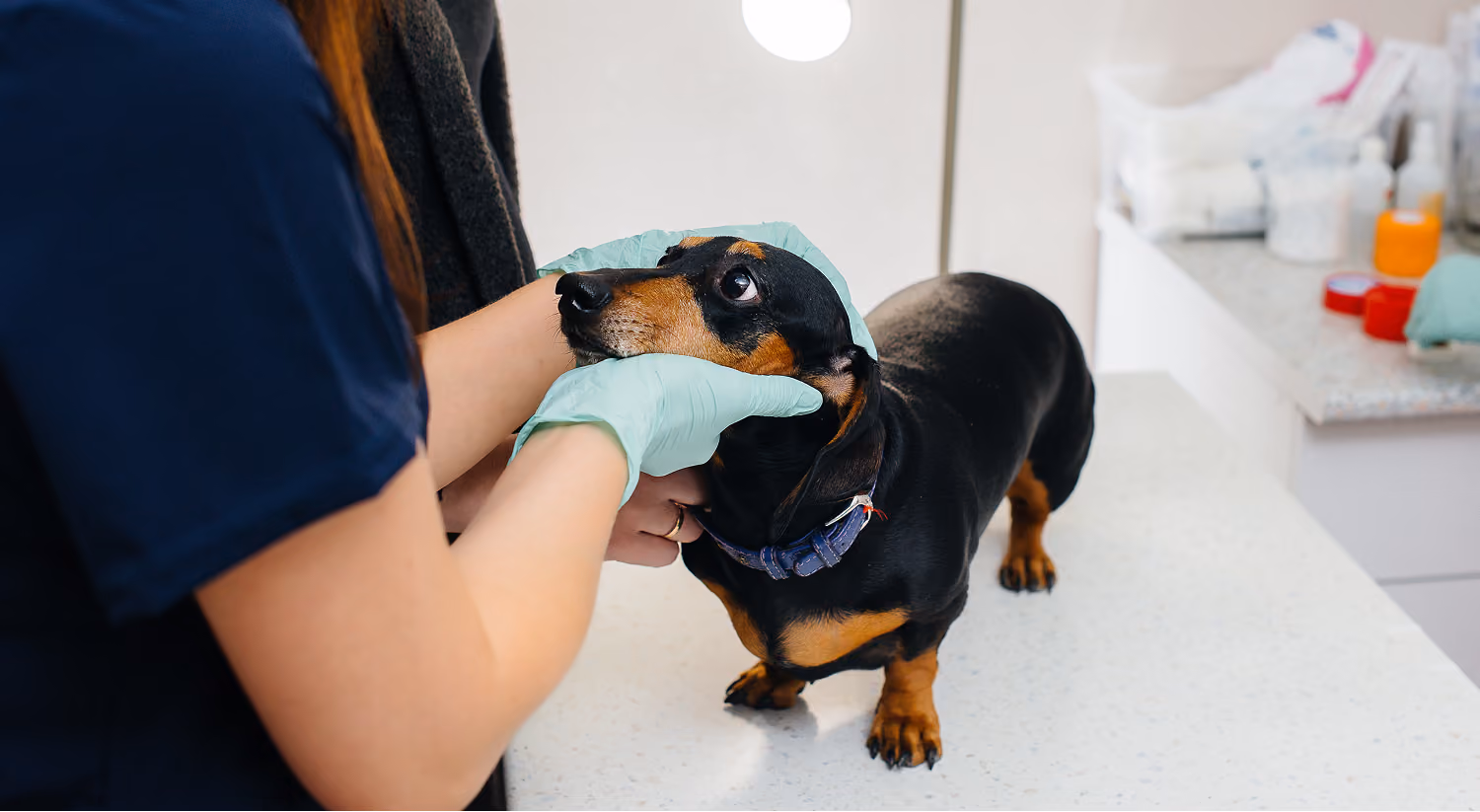 Veterinarian examining a dog