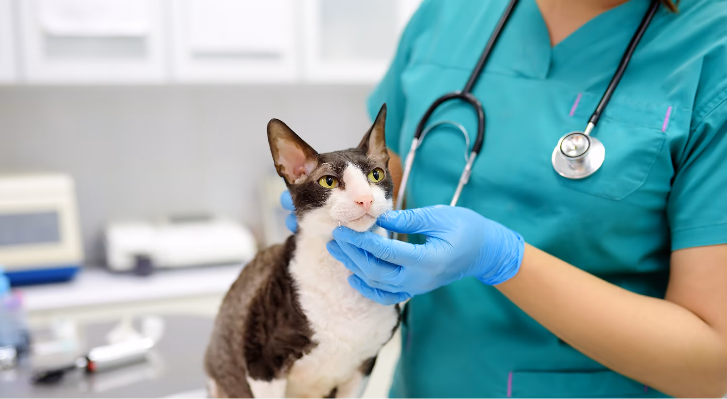 Veterinarian examining a cat