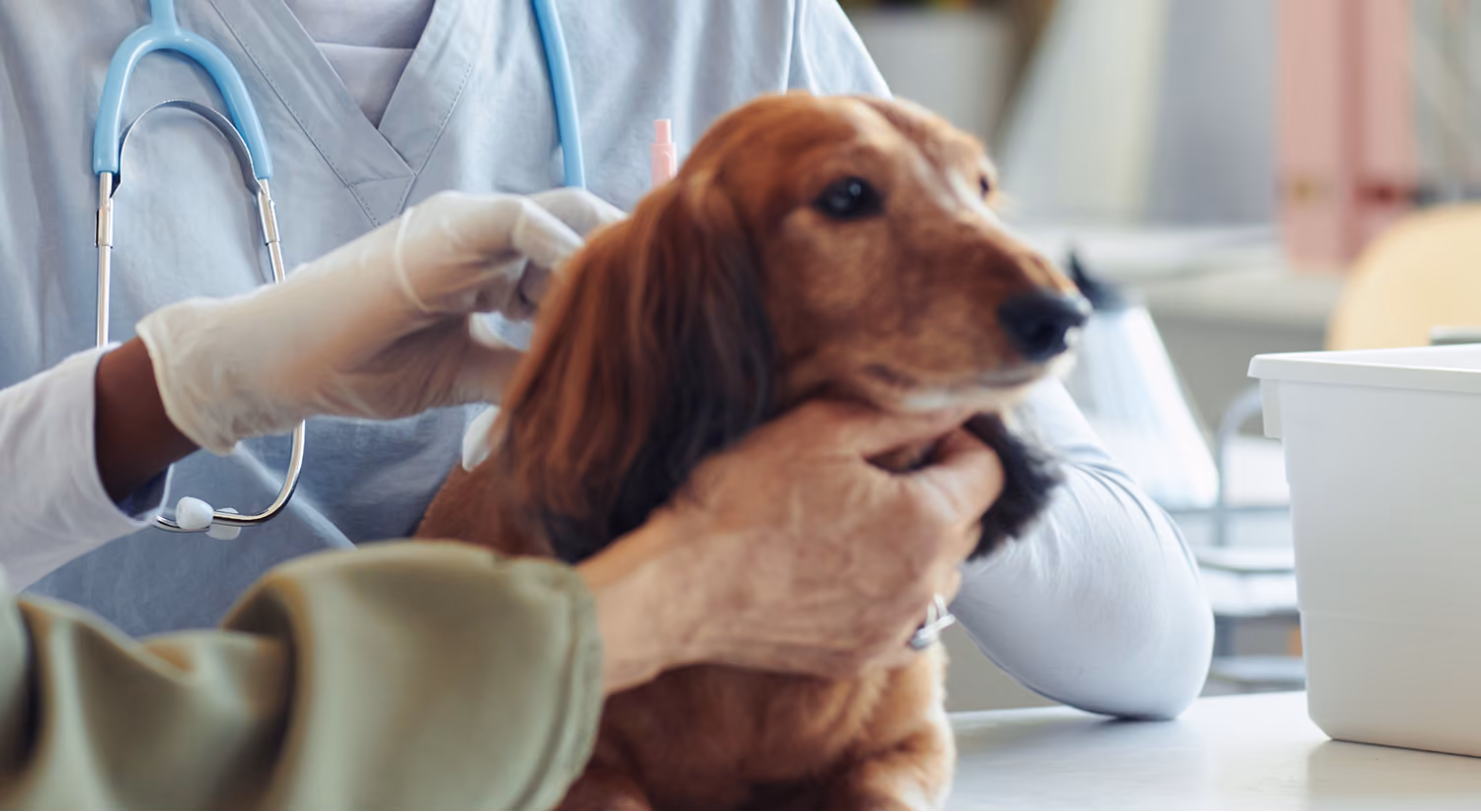 Veterinarian examining a dog