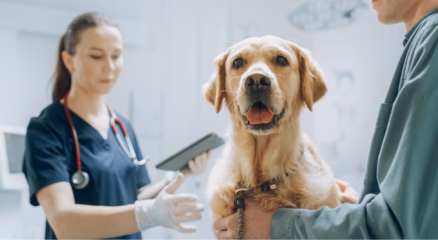 Veterinary team with a dog