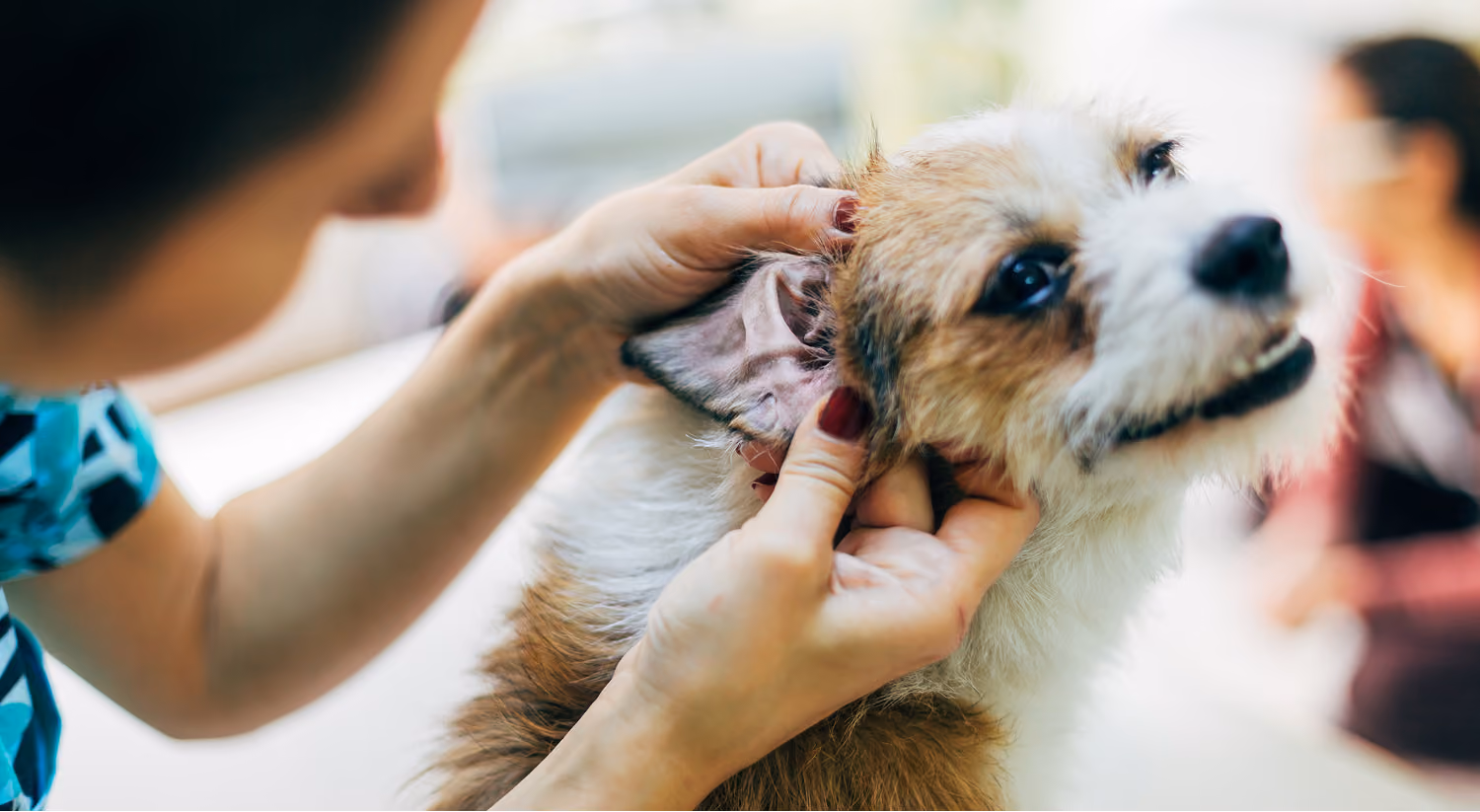 Dog being examined