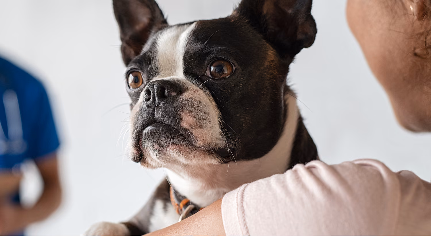Dog with veterinary team