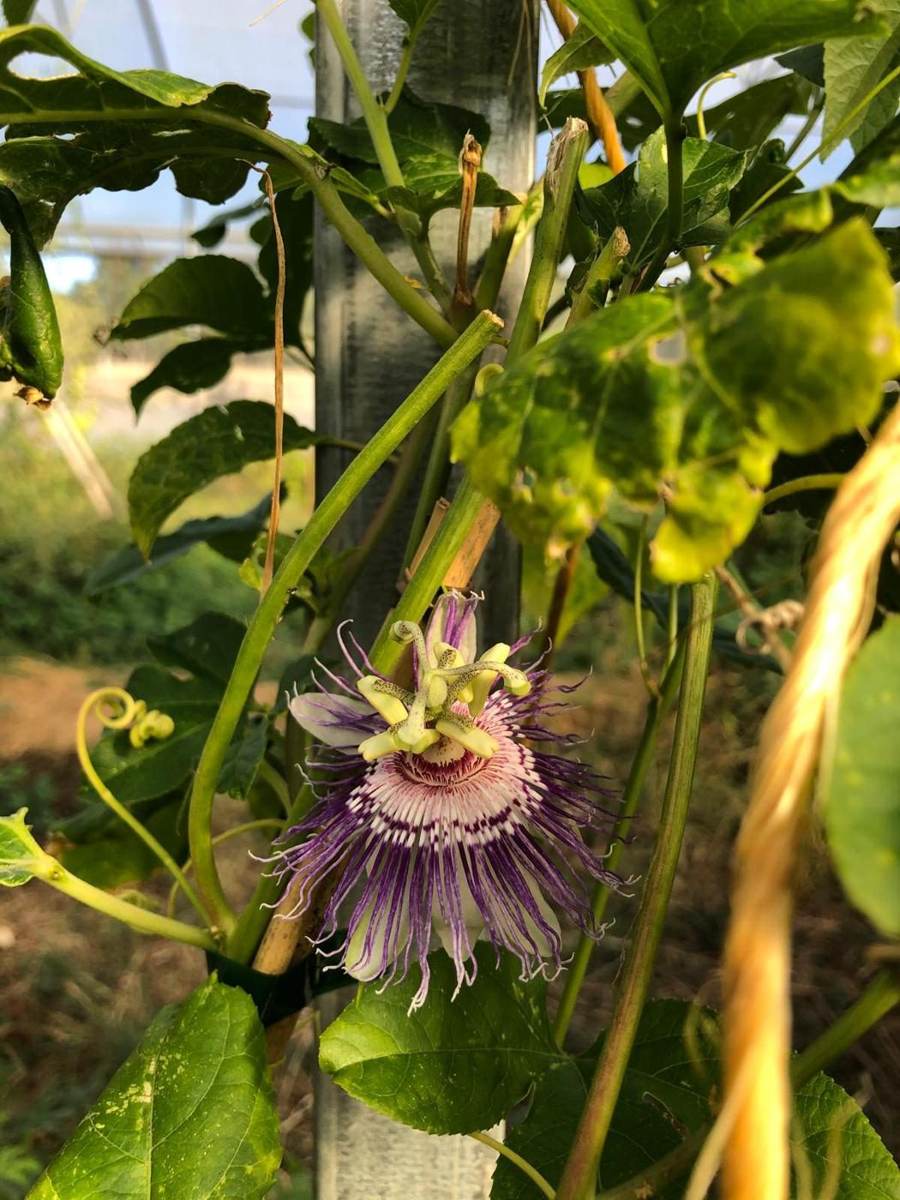 Fleur de passiflore
