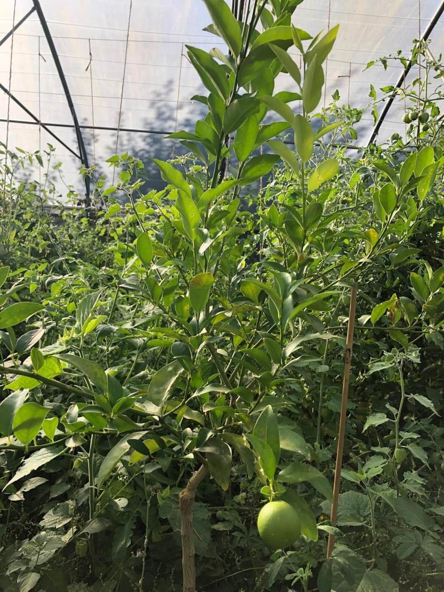Citronnier chargé de fruits sous la serre