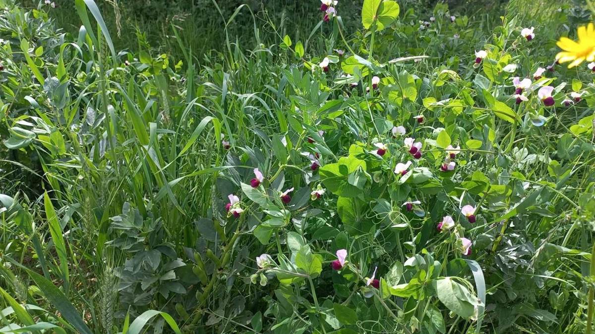 Végétation dense quelques années après plantation