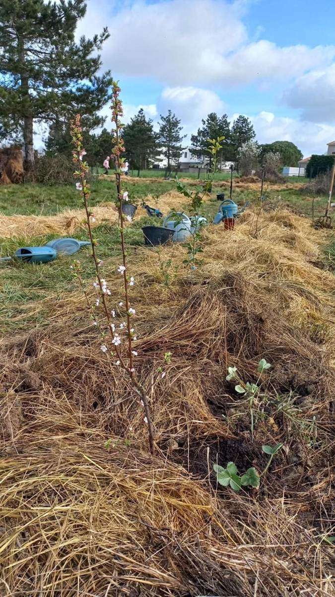 Jeune forêt-jardin : rangs de plantation paillés et arbres en croissance