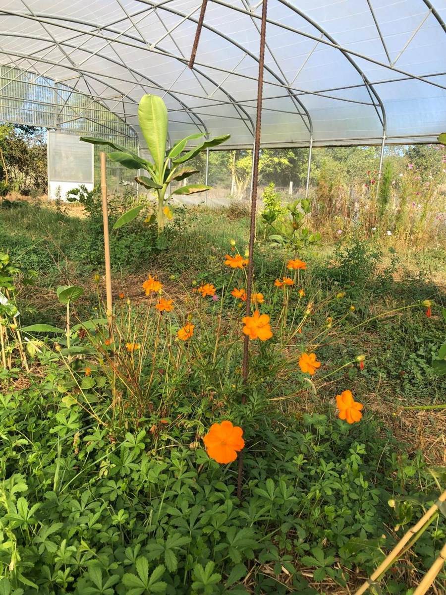 Fleurs orange et végétation sous serre