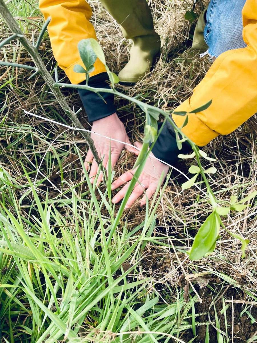 Mains dégageant l'herbe autour d'un jeune plant