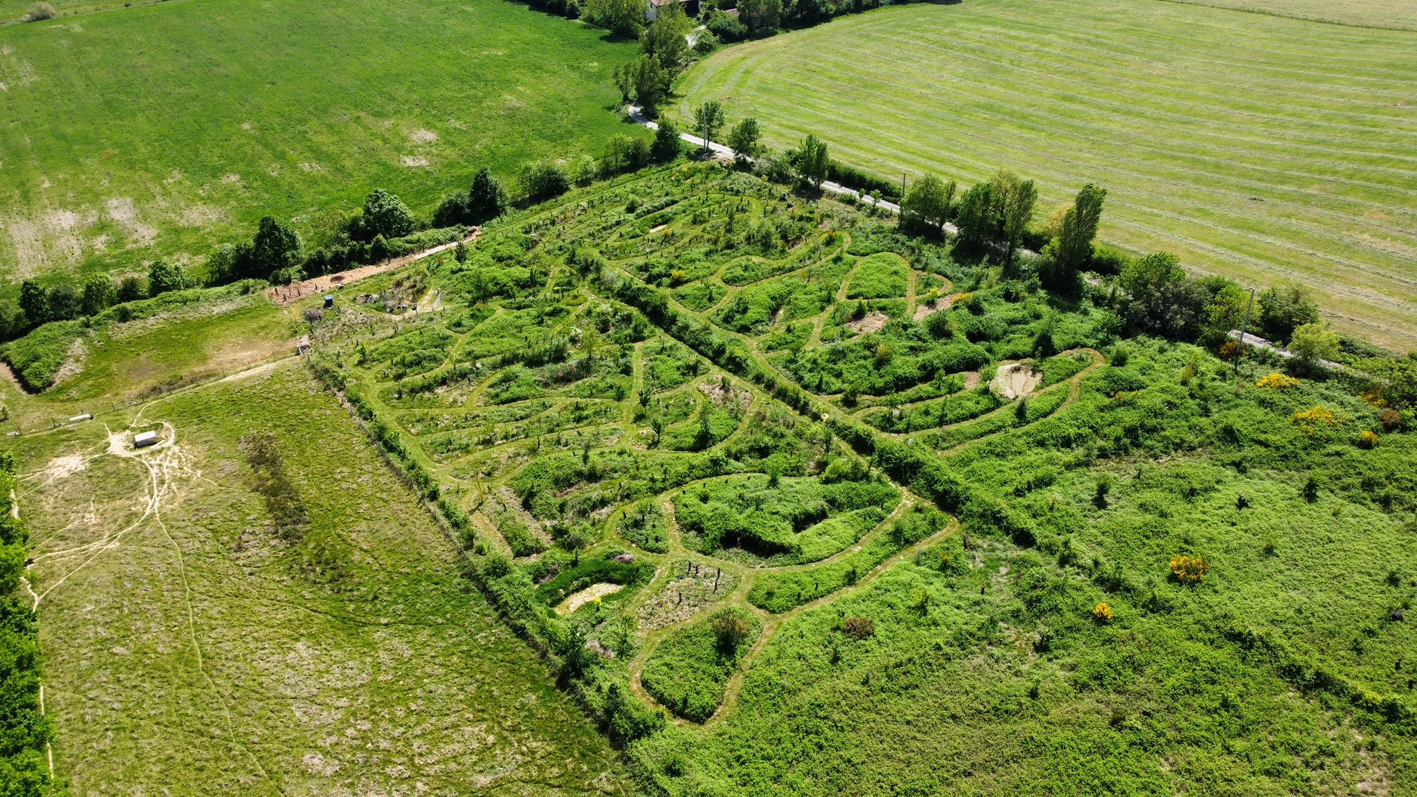 La même parcelle quatre ans plus tard, couverte d'arbres