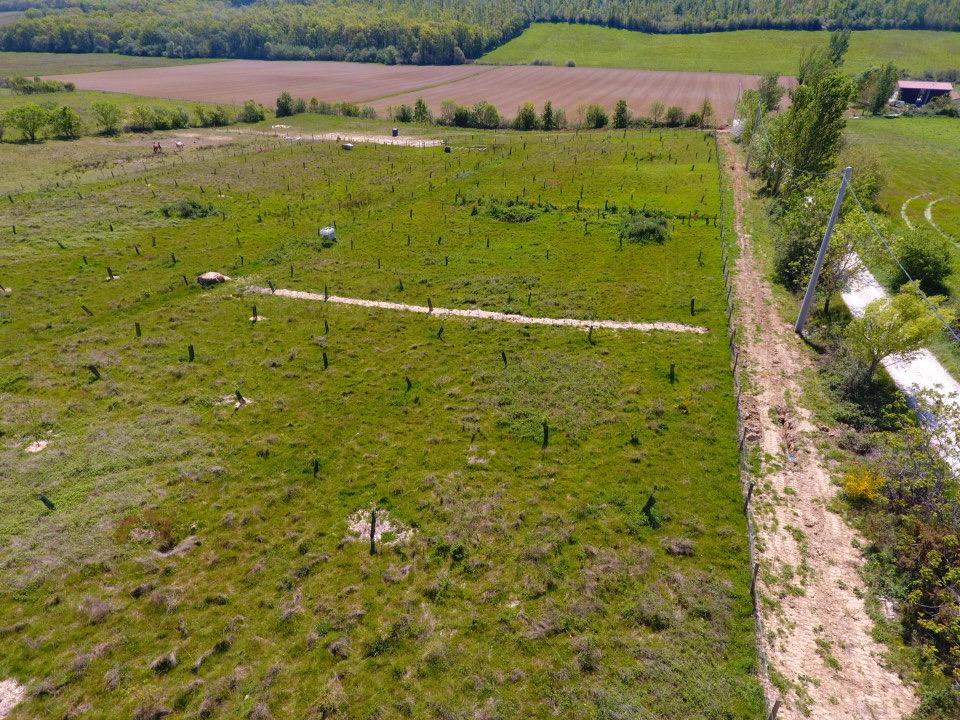 Îlots de plantation fraîchement paillés, vus du ciel