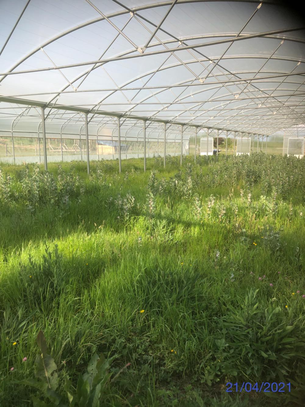 La ferme au départ : rangs nus et serre vide