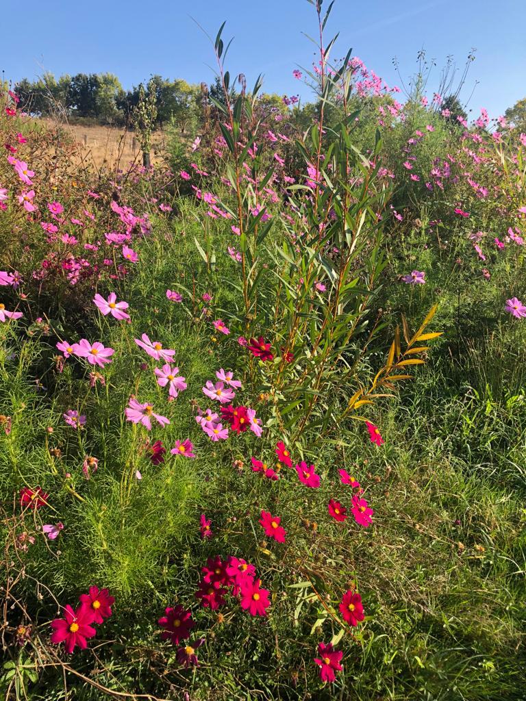 Prairie fleurie