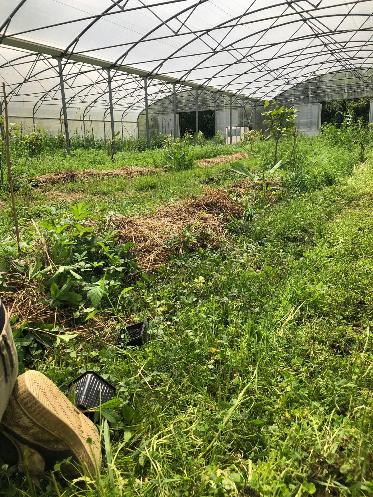 La ferme au départ : rangs nus et serre vide