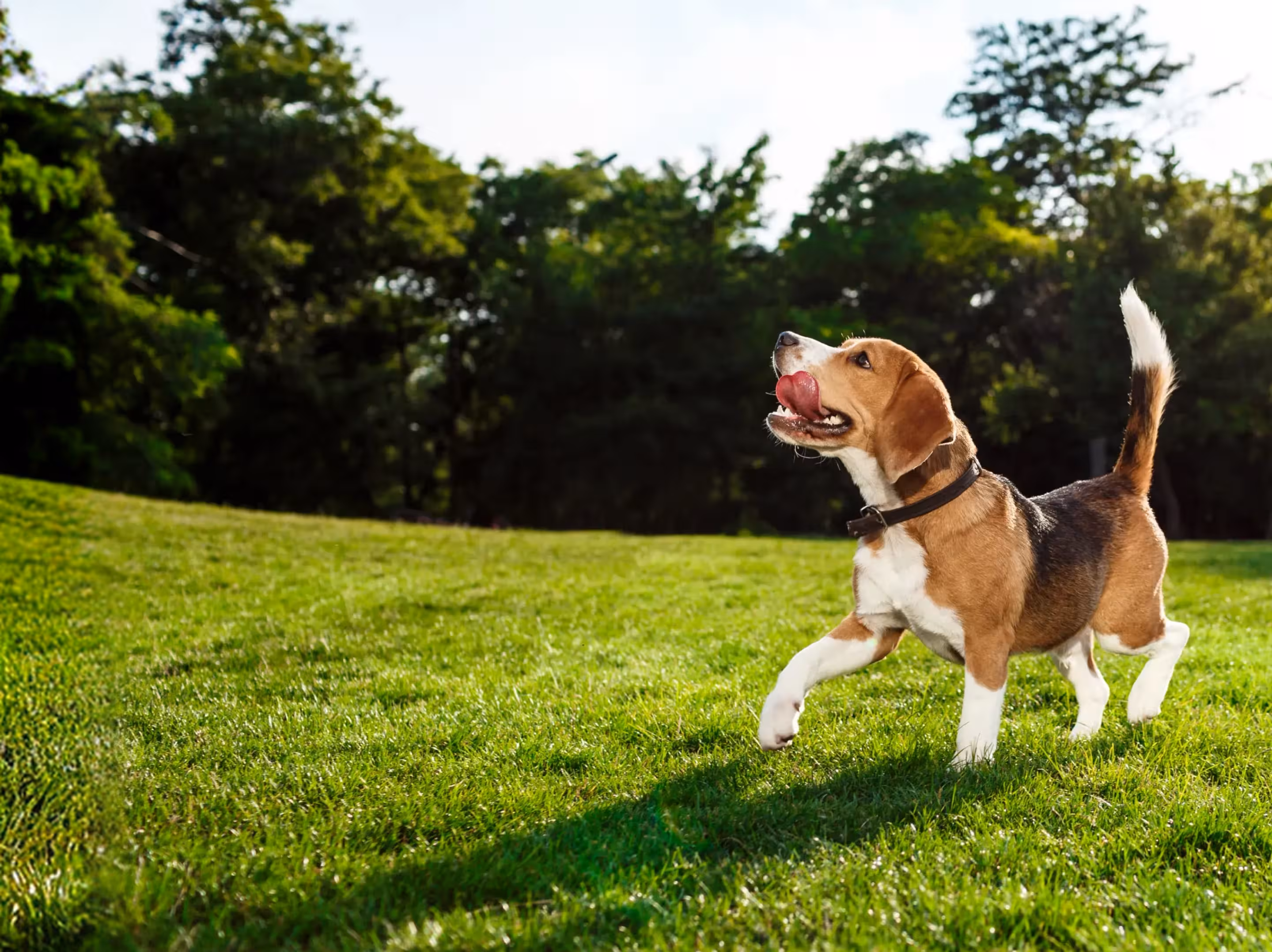 Dog Image