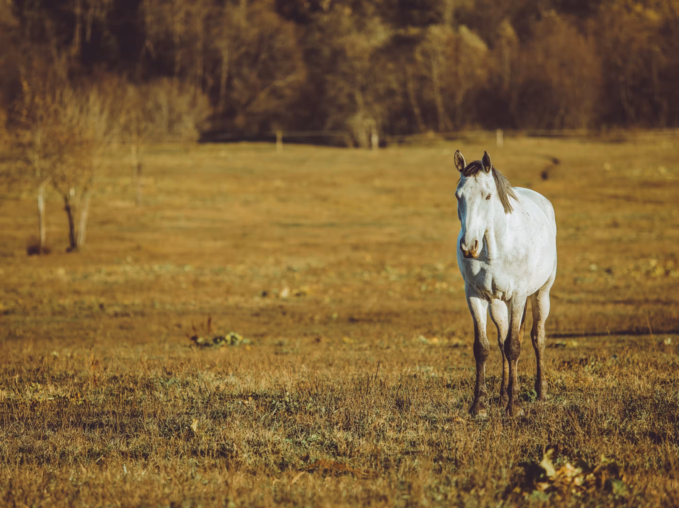 Horse Image