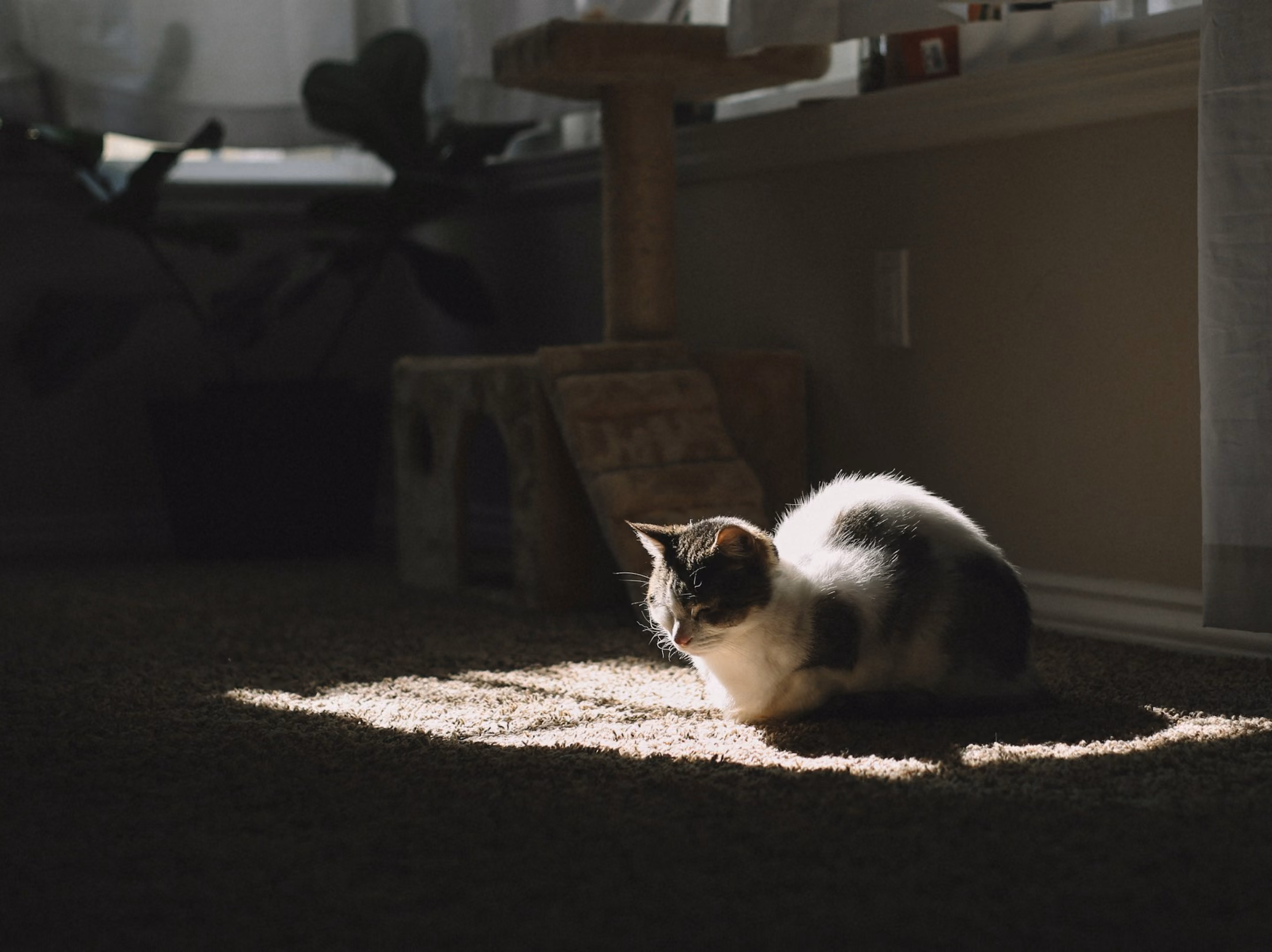 Cat Image