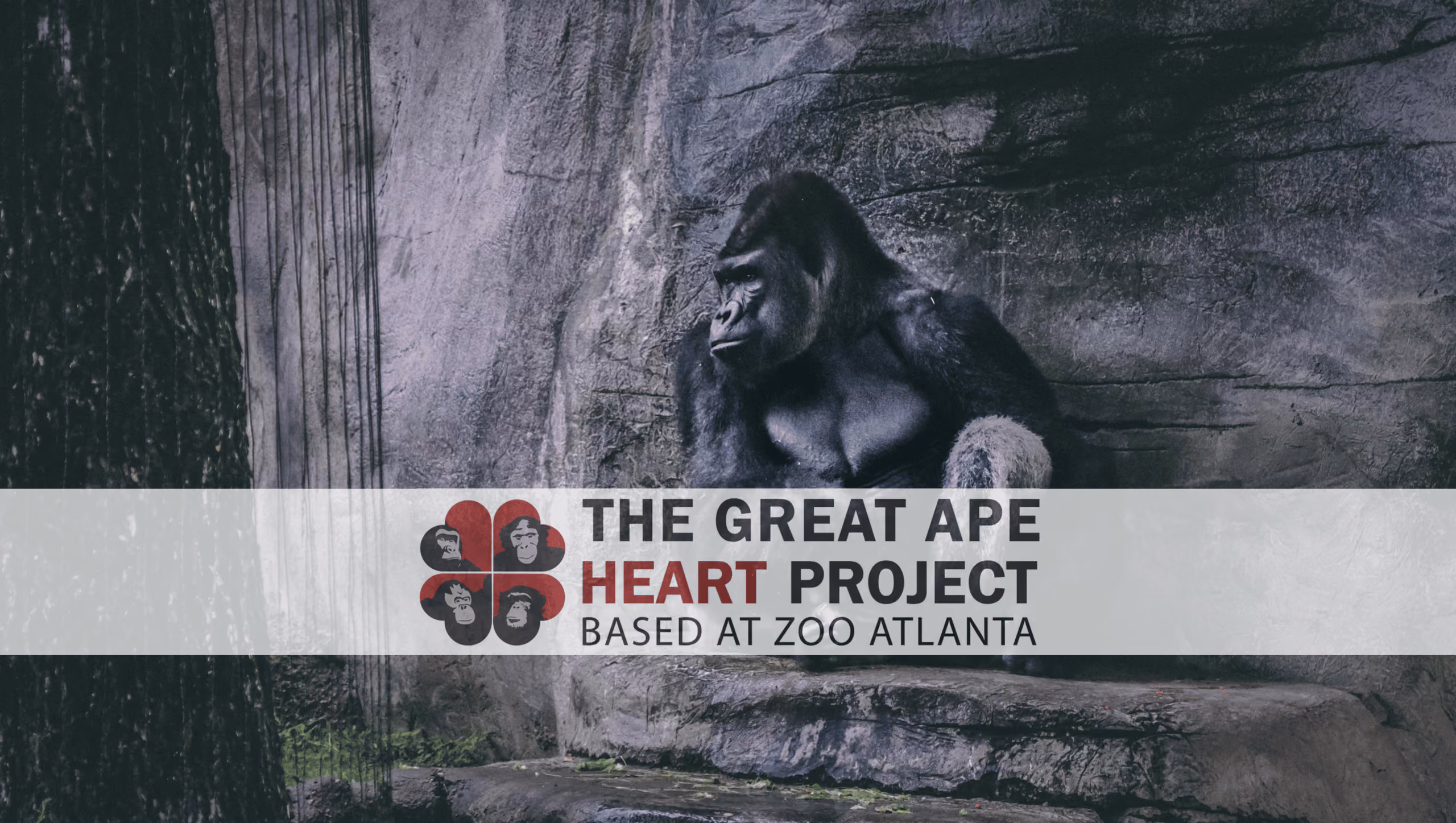 Case Study: Great Ape Heart Project Database