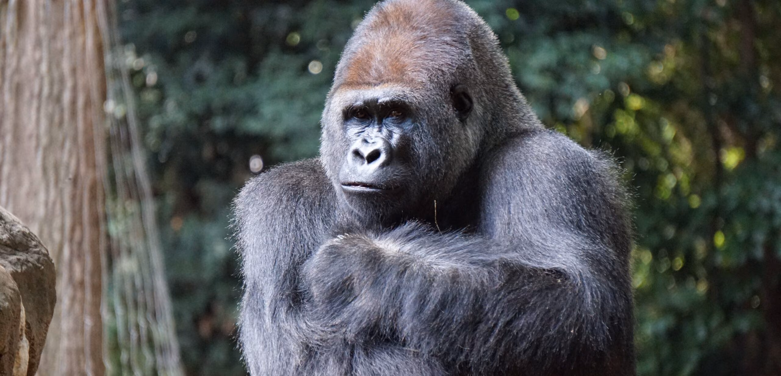 Prelude Registry Featured on Animal Planet